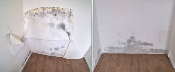 Best Mold Cleaning Services  in Royal Palm Beach, FL